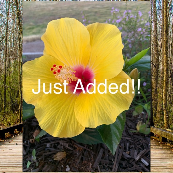 Just added - Picture 1 of 1